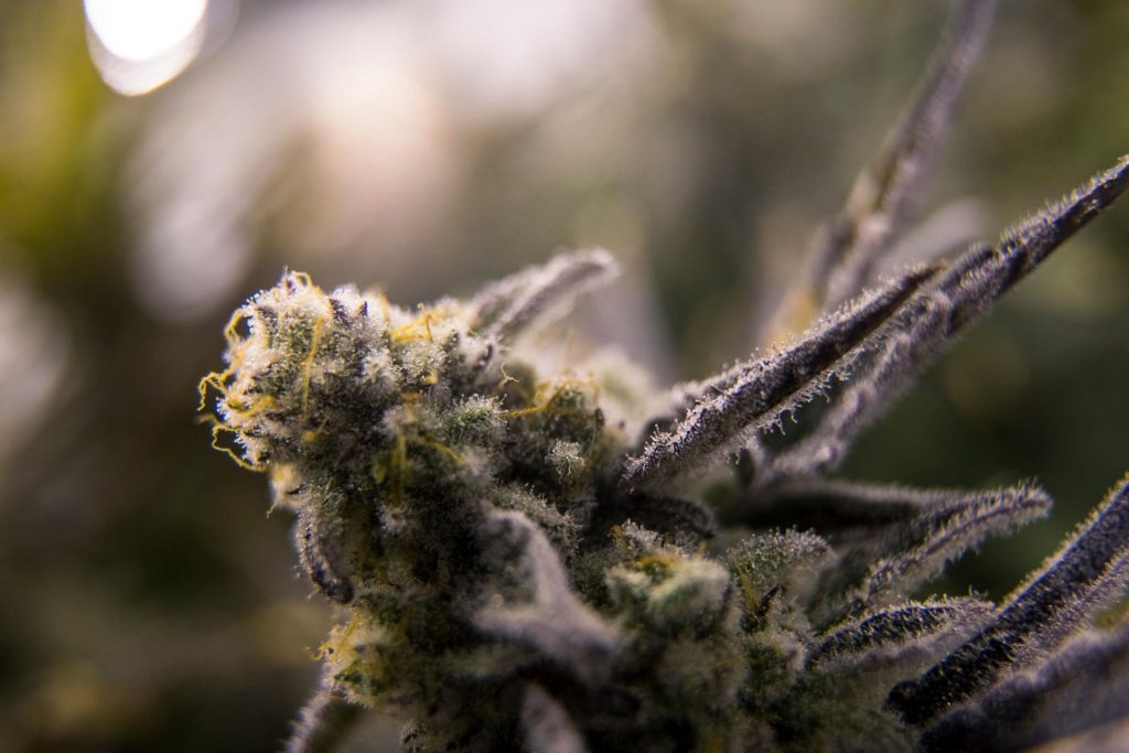 Mac 1 cannabis flower with frosty trichomes