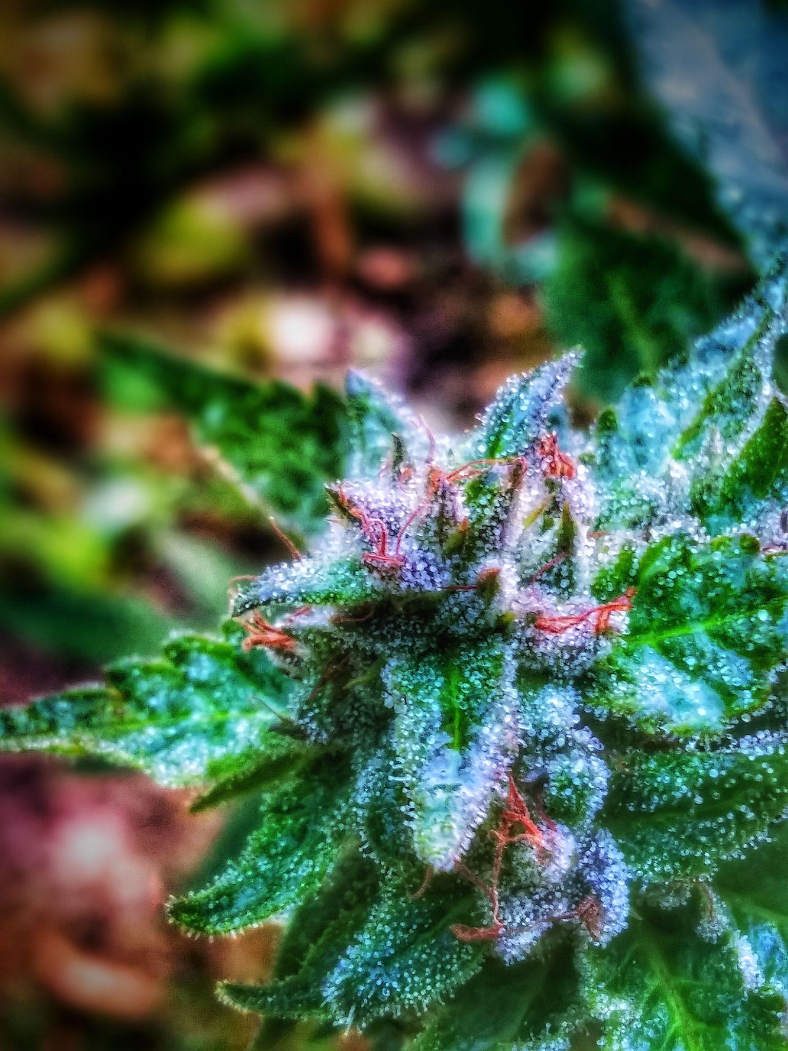 White Widow cannabis flower with frosty trichomes