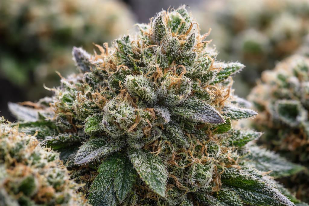 GMO COOKIES Cannabis STRAIN at Weedsies