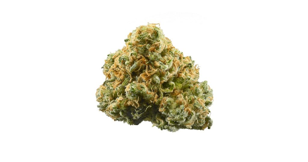 GMO Sherbert Cannabis sativa L. full-spectrum flower